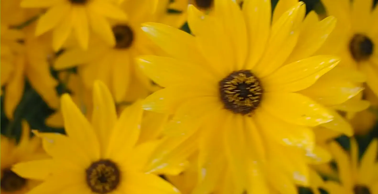 4K Sarı Çiçek Videosu